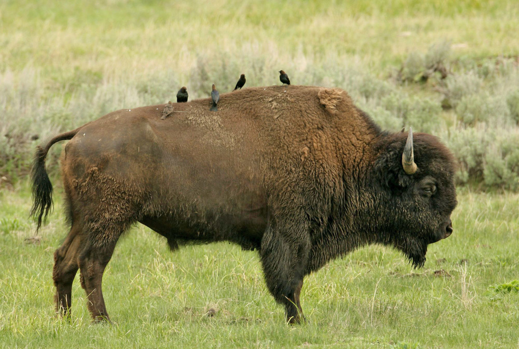 Adult bull